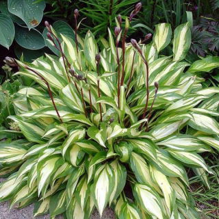 Funkia - Hosta Cherry Berry