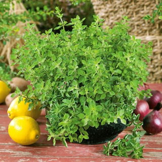 Oregano greckie - NASIONA OTOCZKOWANE