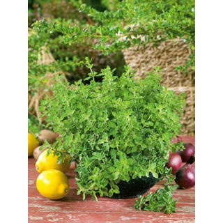 Oregano greckie - NASIONA OTOCZKOWANE