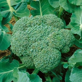 BIO Brokuł Calabrese Natalino