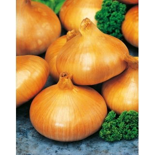 Cebula Stuttgarter Riesen - 500 g
