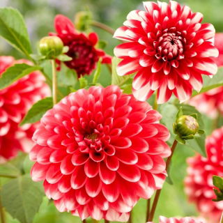 Dalia - Nagano - GIGA paczka! - 50 szt.