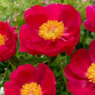 Piwonia, Paeonia - Scarlet O'Hara - sadzonka - duża paczka! - 10 szt.