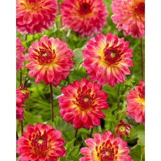 Dalia - Armateras