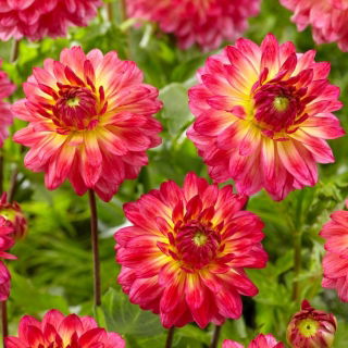 Dalia - Armateras - GIGA paczka! - 50 szt.