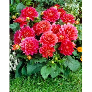 Dalia - Berliner Kleene - GIGA paczka! - 50 szt.