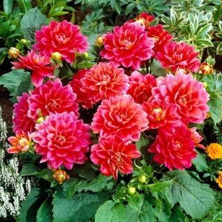 Dalia - Berliner Kleene - GIGA paczka! - 50 szt.