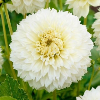 Dalia - Myama Fubuki - GIGA paczka! - 50 szt.