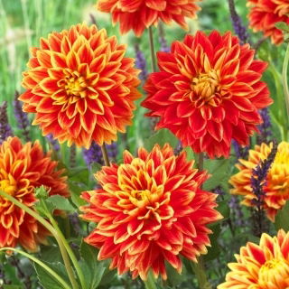 Dalia - Sunexplosion - GIGA paczka! - 50 szt.