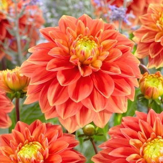 Dalia - Sunset Tropicana - GIGA paczka! - 50 szt.