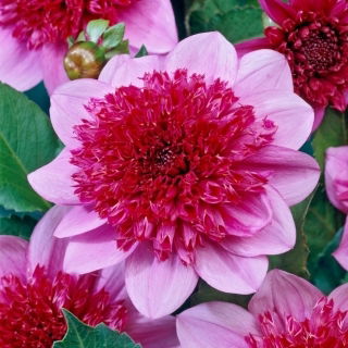 Dalia - Bayou - GIGA paczka! - 50 szt.