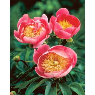 Piwonia, Paeonia - Lovely Rose - sadzonka