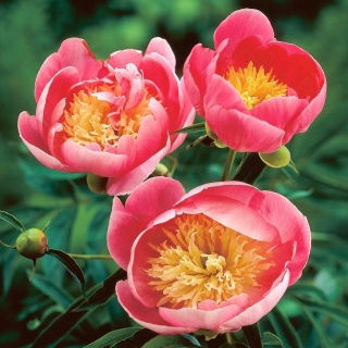 Piwonia, Paeonia - Lovely Rose - sadzonka - duża paczka! - 10 szt.