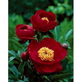 Piwonia, Paeonia - Illini Warrior - sadzonka