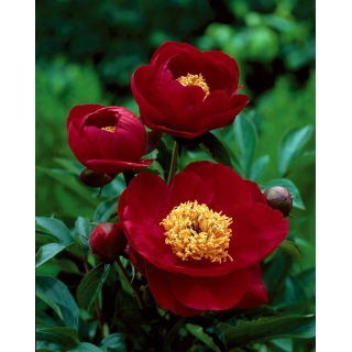 Piwonia, Paeonia - Illini Warrior - sadzonka - GIGA paczka! - 50 szt.