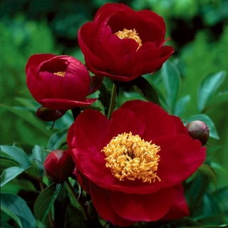 Piwonia, Paeonia - Illini Warrior - sadzonka - GIGA paczka! - 50 szt.