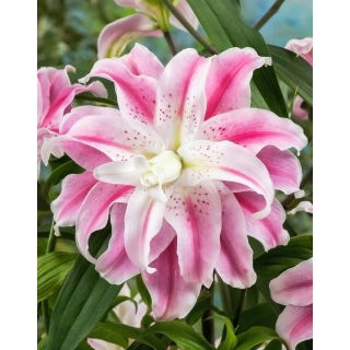Lilia pełna - Sweet Rosy - GIGA paczka! - 50 szt.