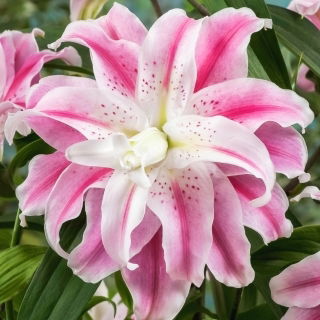 Lilia pełna - Sweet Rosy - GIGA paczka! - 50 szt.