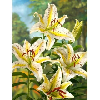 Lilia orientalna - Auratum - GIGA paczka! - 50 szt.