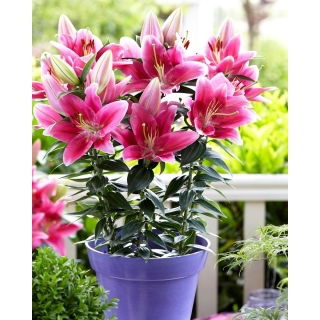 Lilia orientalna miniaturka - Gentle Romance - GIGA paczka! - 50 szt.