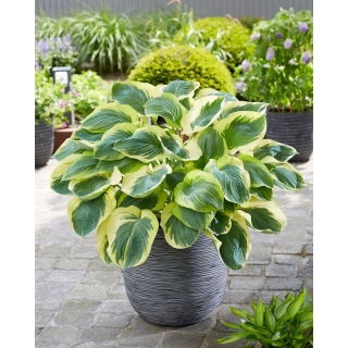 Funkia - Hosta Orion's Belt