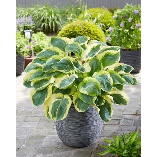 Funkia - Hosta Orion's Belt - duża paczka! - 10 szt.