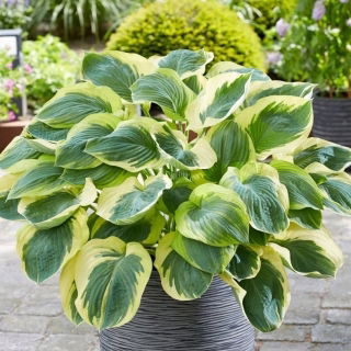 Funkia - Hosta Orion's Belt - duża paczka! - 10 szt.
