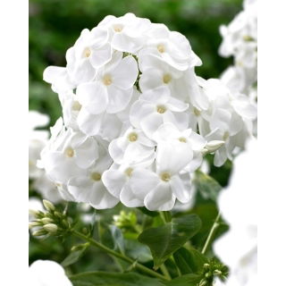 Floks (Phlox) - Płomyk wiechowaty - Rembrandt - duża paczka! - 10 szt.