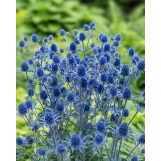 Mikołajek płaskolistny - 1 szt.