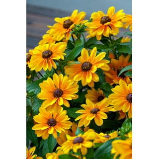 Rudbekia - Tiger Eye Gold - 1 szt.