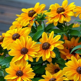 Rudbekia - Tiger Eye Gold - 1 szt.