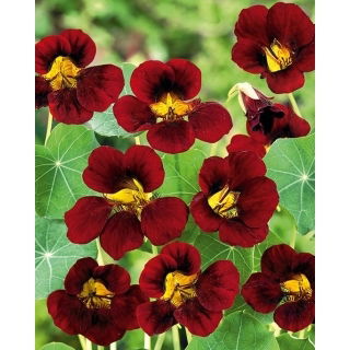 Nasturcja niska Black Velvet