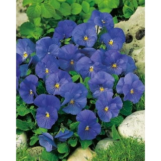 Fiołek rogaty Blue Perfection - błękitny
