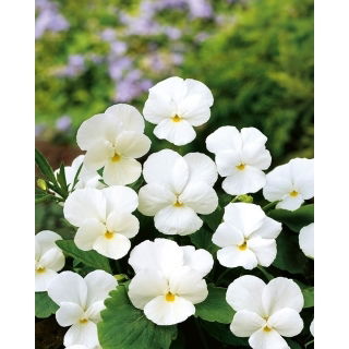 Fiołek rogaty White Perfection