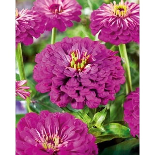 Cynia wytworna daliowa Purple Prince
