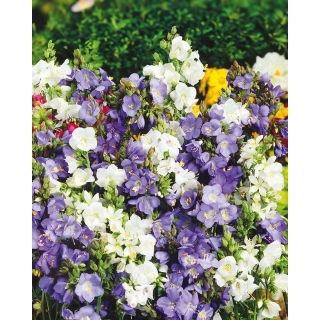 Wielosił błękitny - mieszanka