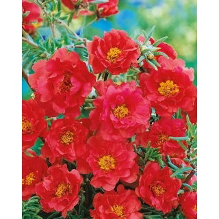 Portulaka pełna - czerwona
