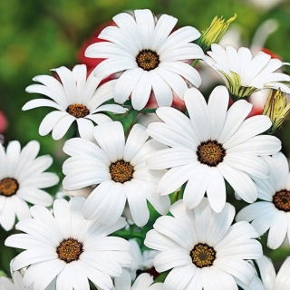 Dimorfoteka, Złotokwiat Glistening White - biała
