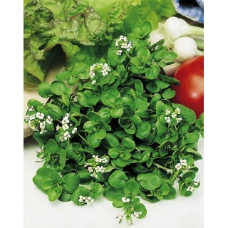 BIO Rukiew wodna