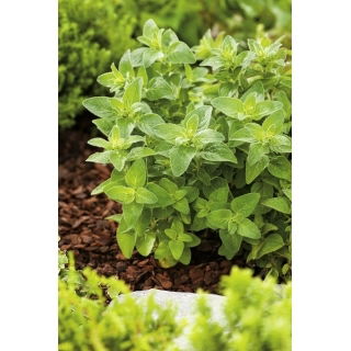 BIO Oregano, Lebiodka pospolita