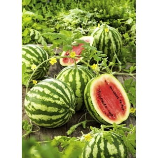 BIO Arbuz, kawon Crimson Sweet