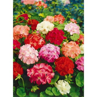 Pelargonia - mieszanka kolorów