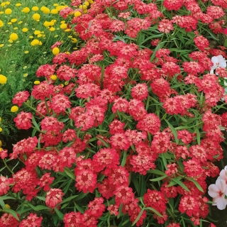 Ubiorek okółkowy, baldaszkowy - czerwony