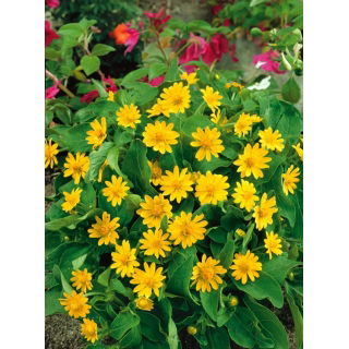 Melampodium