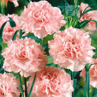 Goździk ogrodowy La France