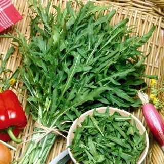 BIO Rukola wieloletnia