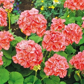 Pelargonia łososiowa