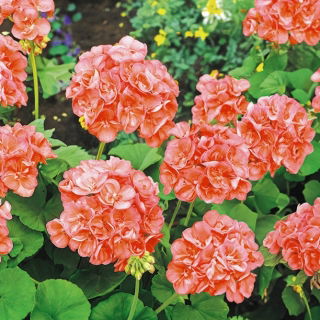 Pelargonia łososiowa