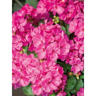 Pelargonia różowa