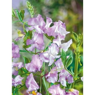 Groszek pachnący Lilac Ripple